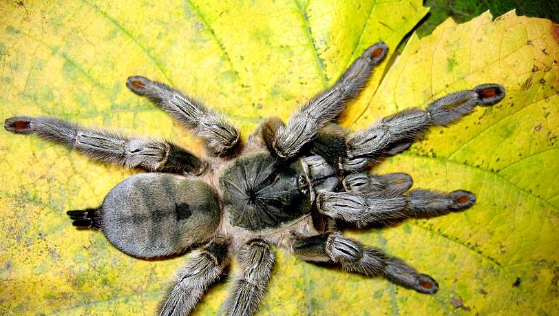 Psalmopoeus cambridgei heißt dieses putzige Tierchen.