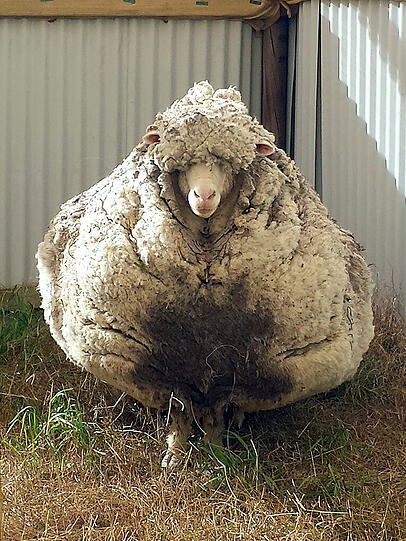 Schaf Chris war durch mehr als 42 Kilogramm Wolle in Lebensgefahr geraten.