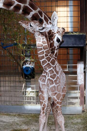 Familienzuwachs bei den Giraffen im Tierpark Hellabrunn: Mitte März brachte Mama Kabonga einen gesunden kleinen Giraffenbullen zur Welt. Einen Namen hat der Bub zwar noch nicht - aber ist jetzt schon ein kleiner Star.