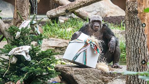 So wirklich glücklich schaut der Schimpanse nicht drein. Über sein Weihnachtsgeschenk dürfte er sich aber dennoch gefreut haben. Die Bilder zum Durchklicken. Die Weihnachts-Bilder aus dem Tierpark.