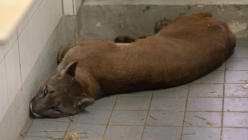Puma "Penelope" ist wohl krank.