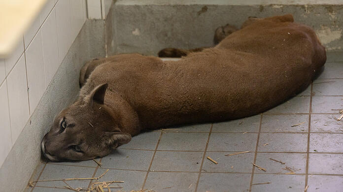 Puma "Penelope" ist wohl krank.