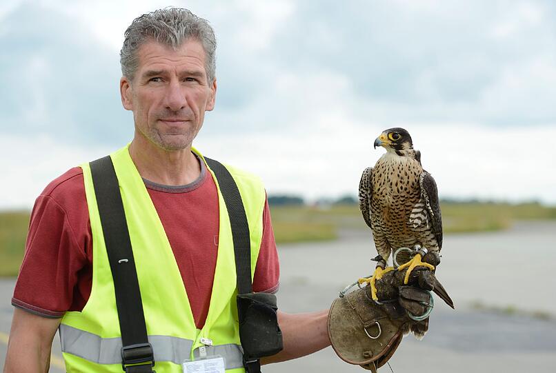 Der Falkner Johann Mang posiert mit seinem dreijaehrigen Wanderfalken Gaya.