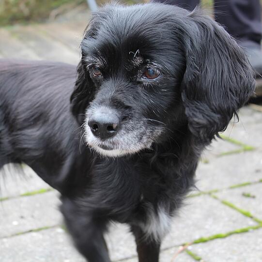 Die Markiesje-Hunde Sofie und Bärli (beide ca. 12) sind zutraulich und verschmust, wurden bislang jedoch trotz ihres Alters kaum erzogen. Außerdem bellen die zwei gerne, bleiben dabei aber immer freundlich. Ein ruhiges Zuhause wäre für sie ideal.