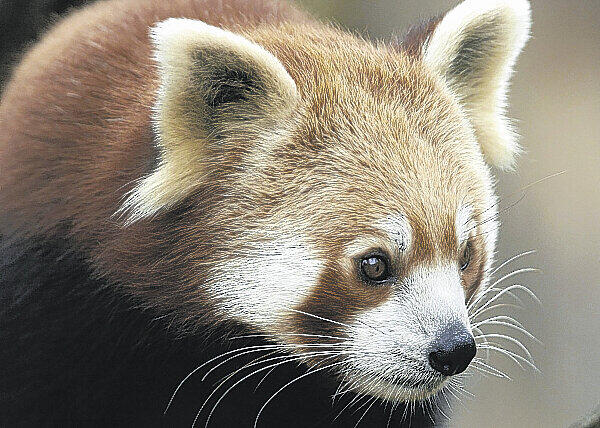 Tod im Gehege: Zwei Kleine Pandas wurden am 18. Februar im Nürnberger Tiergarten gefunden, ihre Bäuche waren aufgeschlitzt.
