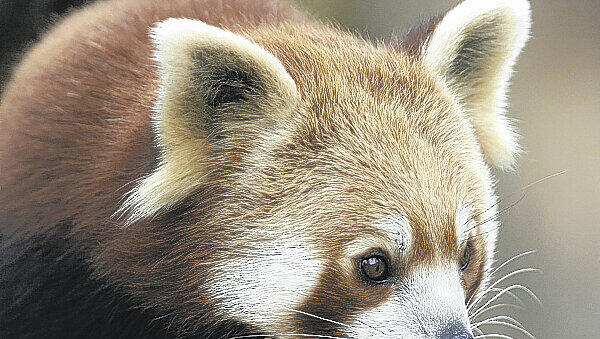 Tod im Gehege: Zwei Kleine Pandas wurden am 18. Februar im Nürnberger Tiergarten gefunden, ihre Bäuche waren aufgeschlitzt. Tod im Gehege: Zwei Kleine Pandas wurden am 18. Februar im Nürnberger Tiergarten gefunden, ihre Bäuche waren aufgeschlitzt.