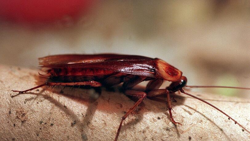 In Altenburg k&ouml;nnen Patenschaften f&uuml;r Kakerlaken &uuml;bernommen werden. (Archivbild)