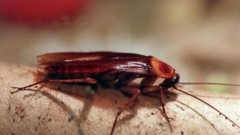 In Altenburg k&ouml;nnen Patenschaften f&uuml;r Kakerlaken &uuml;bernommen werden. (Archivbild)