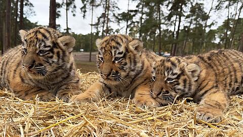Diese drei Tigerbabys wurden im Serengeti-Park in Hodenhagen geboren.