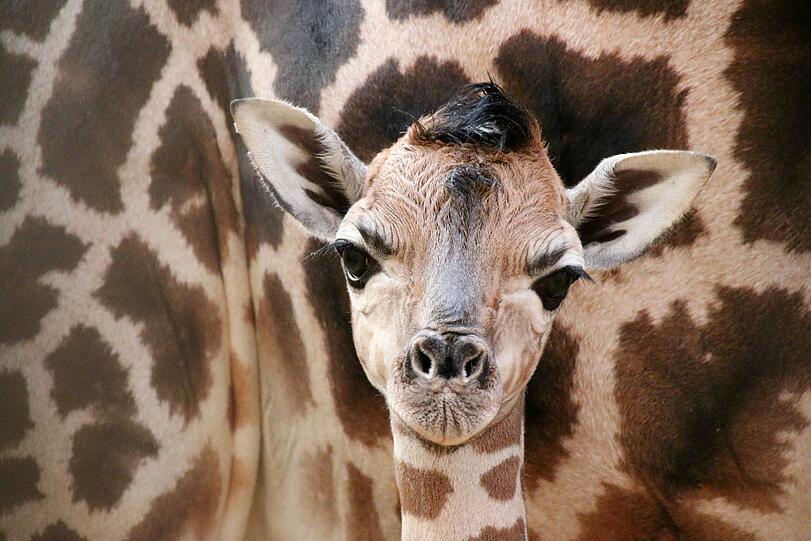 Nachwuchs im Tierpark. Der kleine Giraffenbulle Mufaro steht im Opel-Zoo von Kronberg (Hessen) vor seiner Mutter, der Giraffendame Maud.