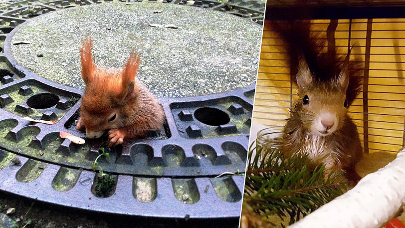 Im Dezember war das Eichhörnchen in einem Gullydeckel in Giesing steckengeblieben. Mit viel Olivenöl wurde es befreit, die Retter gab dem Tier deswegen den Namen "Olivio".