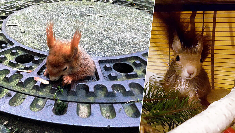 Im Dezember war das Eichhörnchen in einem Gullydeckel in Giesing steckengeblieben. Mit viel Olivenöl wurde es befreit, die Retter gab dem Tier deswegen den Namen "Olivio". Im Dezember war das Eichhörnchen in einem Gullydeckel in Giesing steckengeblieben. Mit viel Olivenöl wurde es befreit, die Retter gab dem Tier deswegen den Namen "Olivio".