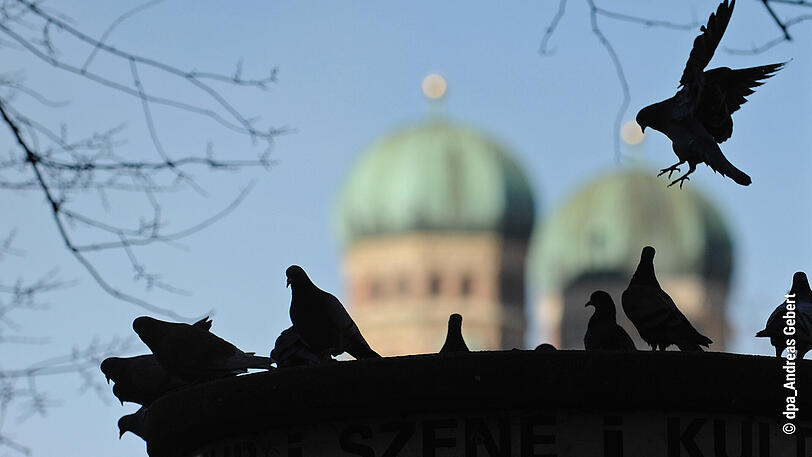 Fliegen in Scharen durch München: Stadttauben.
