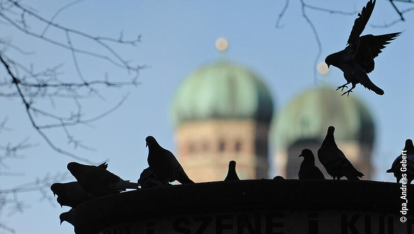 Fliegen in Scharen durch München: Stadttauben. Fliegen in Scharen durch München: Stadttauben.