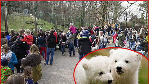 Bis zu 12.000 Besucher werden für die Eisbären-Babys in Hellabrunn erwartet. Sehen Sie hier Bilder vom Andrang im Tierpark.