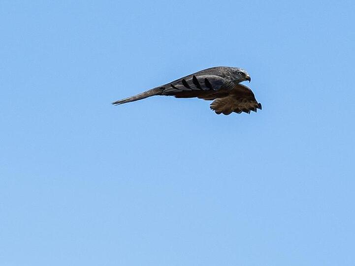 Ein Greifvogel fliegt über ein Feld. Foto: Silas Stein/Archivbild