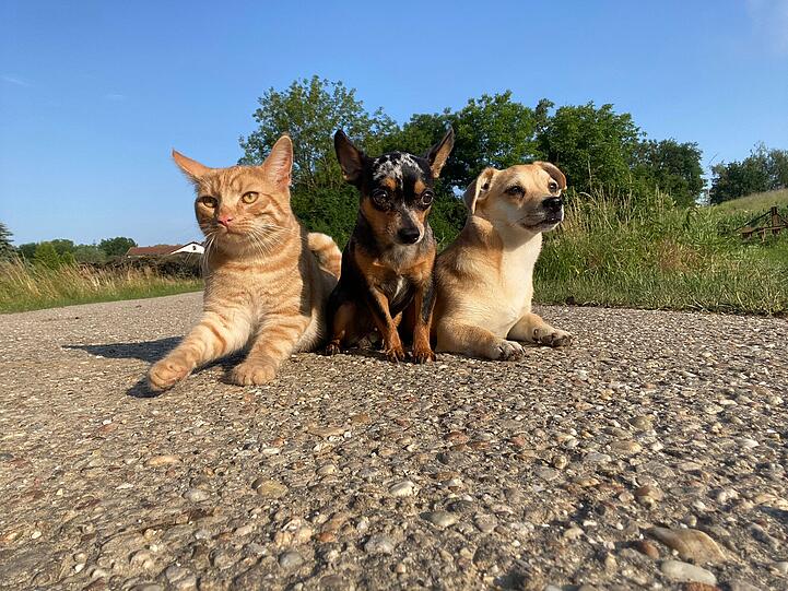 Katze Hugo und Hunde Whisky und Kiwi