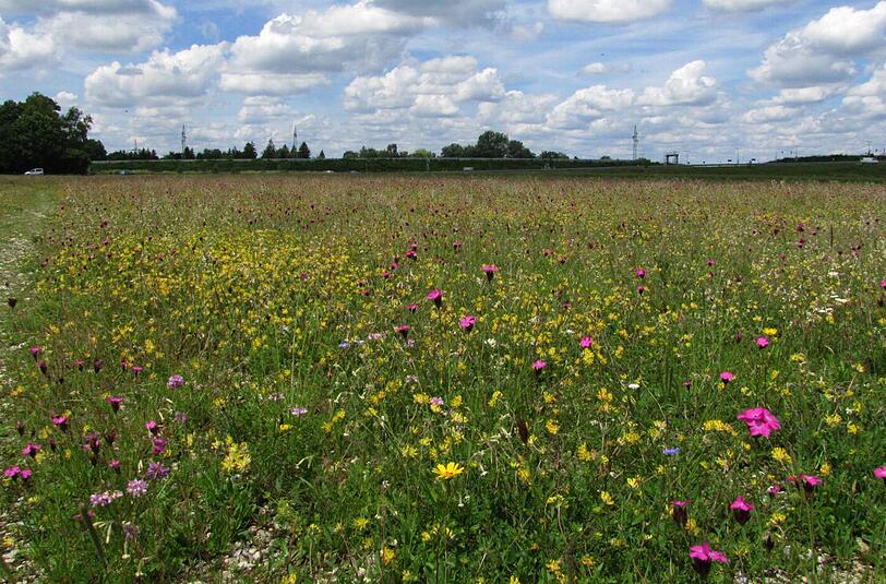 Neue Heimat für Pflanzen und Tiere: Die Langwieder Heide hat sich gut entwickelt.