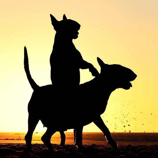 Lass uns den Hund satteln und nach Texas reiten.