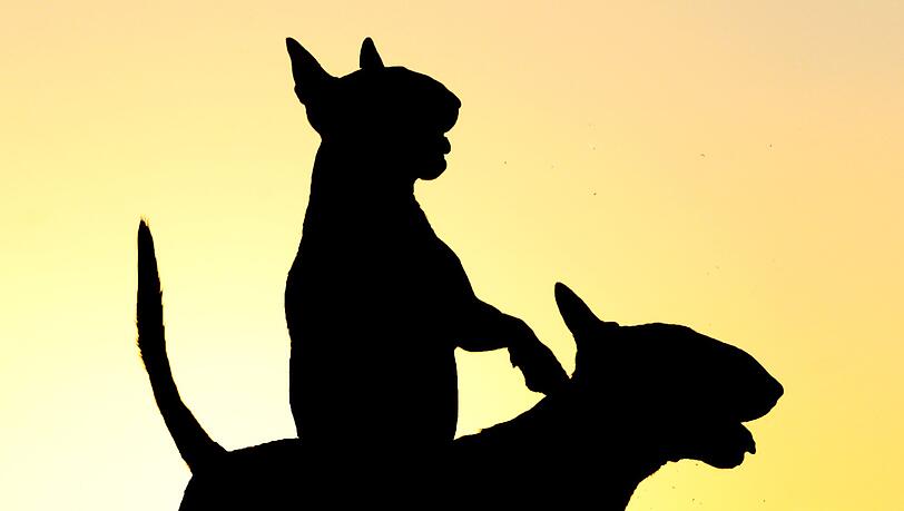 Lass uns den Hund satteln und nach Texas reiten. Lass uns den Hund satteln und nach Texas reiten.