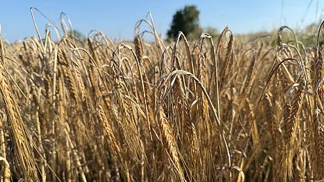 Die Anbaufl&auml;che f&uuml;r Sommergerste hat in Bayern ein Tief erreicht. (Symbolbild)