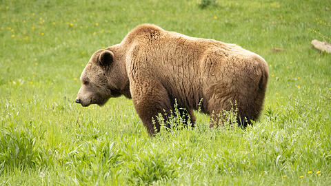 So offensichtlich ist freilich kein B&auml;r gesichtet worden, aber es gibt Kotspuren, die auf eines der Wildtiere im Allg&auml;u hindeuten.