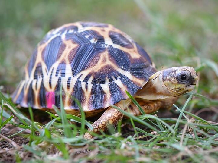 Eine Schildkröte läuft über eine Wiese. Foto: Patrick Pleul/Archivbild