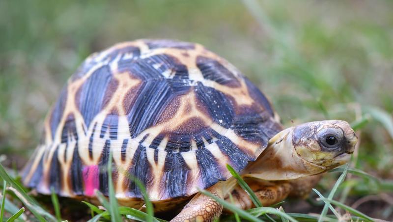 Eine Schildkröte läuft über eine Wiese. Foto: Patrick Pleul/Archivbild