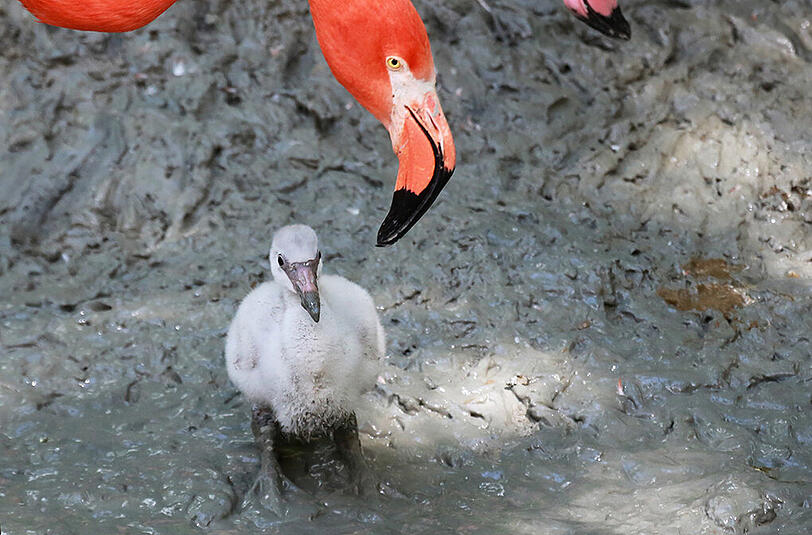 Im Tierpark Hellabrunn schlüpfen zur Zeit viele Flamingo-Babys. Wir haben die Bilder.