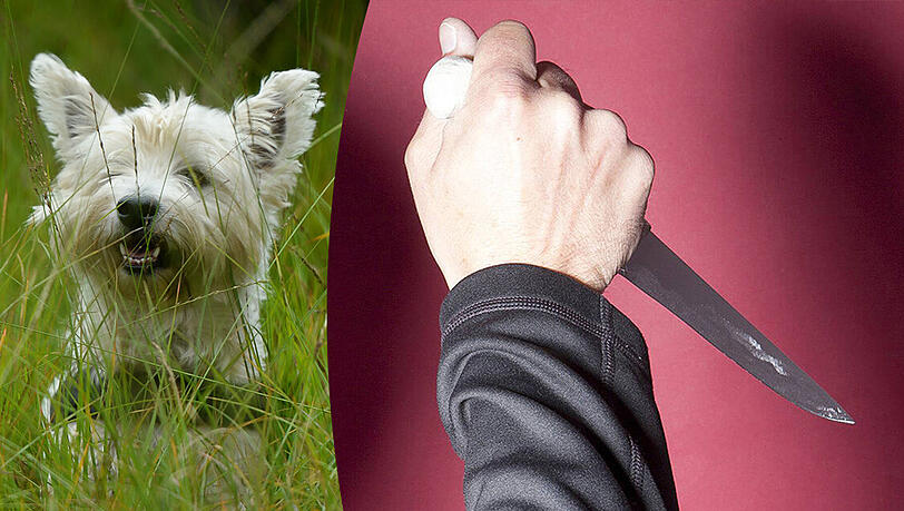 Um die Hinterlassenschaften eines West Highland White Terriers ist ein blutiger Streit entbrannt. (Symbolbild) Um die Hinterlassenschaften eines West Highland White Terriers ist ein blutiger Streit entbrannt. (Symbolbild)