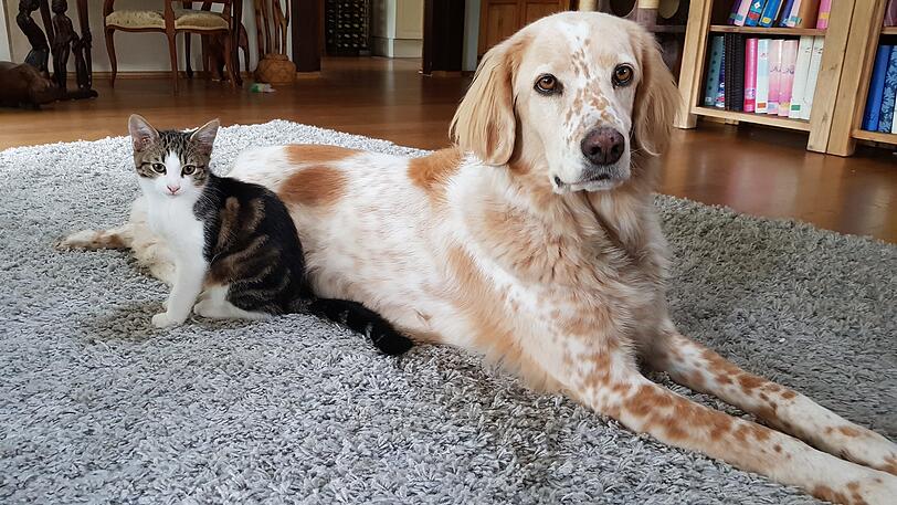 Hund Mogli und Katze Bounty