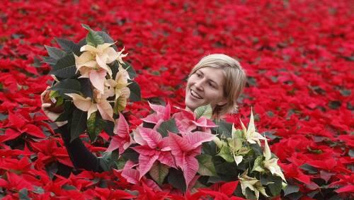 In ein Meer von Weihnachtssternen taucht diese Gärtnerin ein, um die Pflanzen zu kontrollieren. In ein Meer von Weihnachtssternen taucht diese Gärtnerin ein, um die Pflanzen zu kontrollieren.