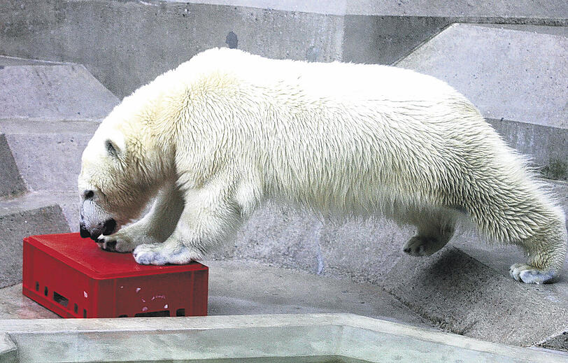 Ja, was is jetz des? Es gibt vieles zu entdecken im neuen Zuhause. Vor einer Woche kam die Eisbärin aus Italien nach München.