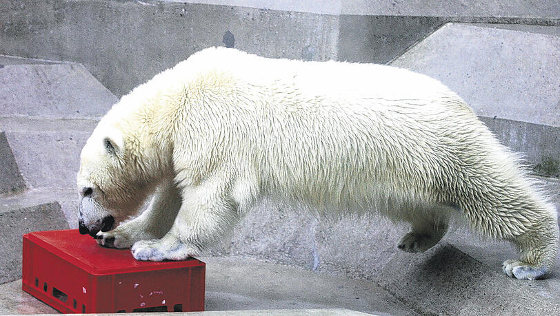 Ja, was is jetz des? Es gibt vieles zu entdecken im neuen Zuhause. Vor einer Woche kam die Eisbärin aus Italien nach München. Ja, was is jetz des? Es gibt vieles zu entdecken im neuen Zuhause. Vor einer Woche kam die Eisbärin aus Italien nach München.