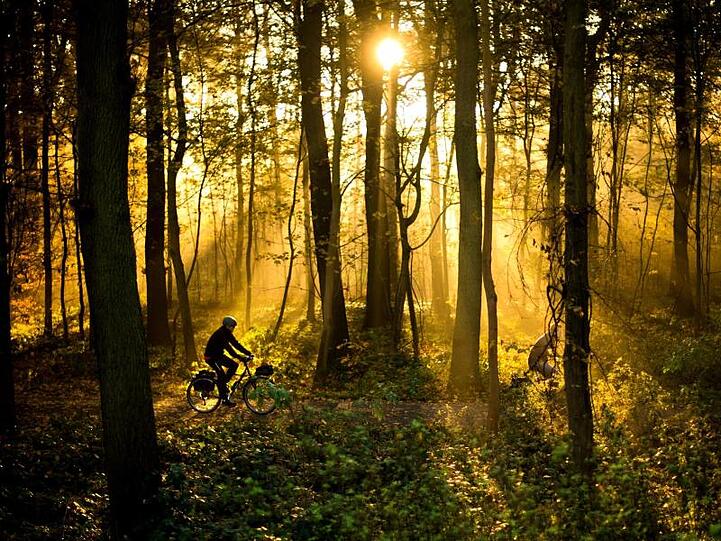 Die Sonne scheint durch einen Wald. Foto: Julian Stratenschulte/dpa/Archiv