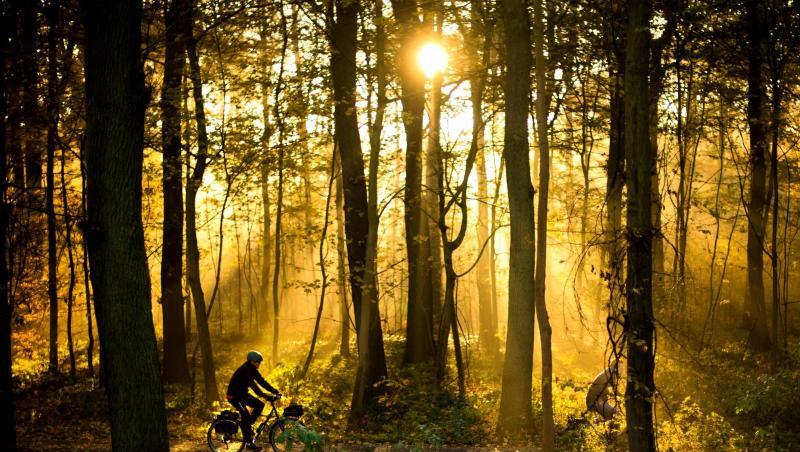 Die Sonne scheint durch einen Wald. Foto: Julian Stratenschulte/dpa/Archiv Die Sonne scheint durch einen Wald. Foto: Julian Stratenschulte/dpa/Archiv
