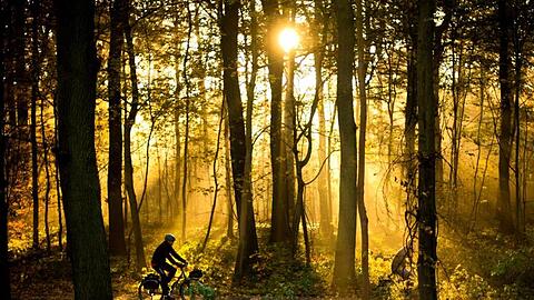 Die Sonne scheint durch einen Wald. Foto: Julian Stratenschulte/dpa/Archiv