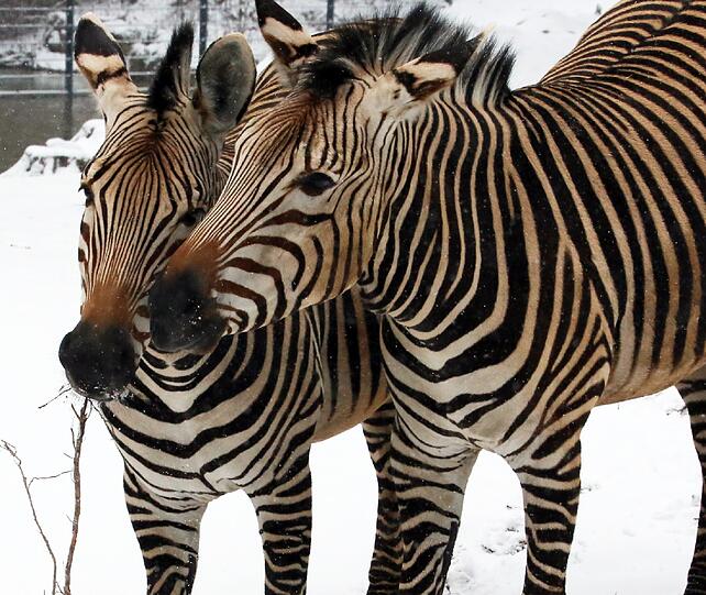 Ob die Zebras mit dem Wetter so glücklich sind? Bis auf den Schnee und ein paar karge Äste, gibt es in ihrem Außengehege noch nicht viel zu entdecken.