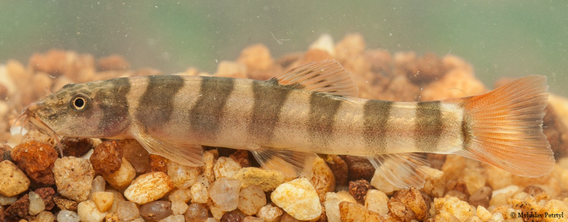 Schistura kampucheensis ist ein langer gestreifter Fisch. Er besitzt Merkmale, die noch bei keiner bisher erforschten Spezies vorkommen. Auch über die Diversität dieser Art ist noch nichts bekannt.