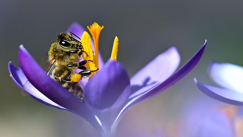 Das warme Wetter lockt auch Bienen hervor. (Archivbild) Das warme Wetter lockt auch Bienen hervor. (Archivbild)