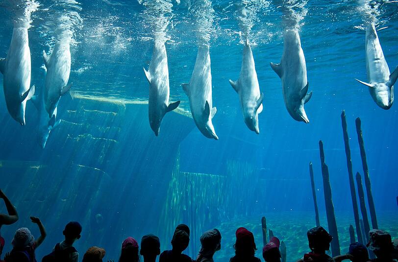 Ein Hingucker vor allem für Kinder, aber leider nicht ganz dicht: das Nürnberger Delfinarium. Foto:  Daniel Karmann