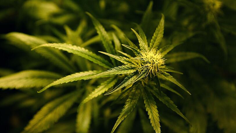 In einem professionellen Versteck wurden die Drogen laut Polizei nach Deutschland geschmuggelt. (Symbolbild) In einem professionellen Versteck wurden die Drogen laut Polizei nach Deutschland geschmuggelt. (Symbolbild)