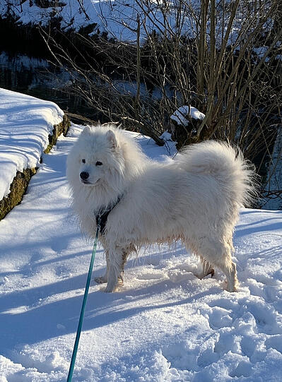 Yuki