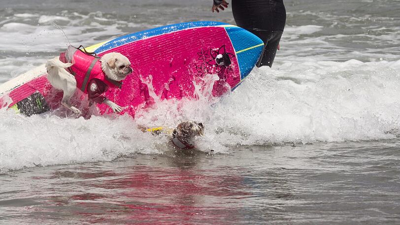 Zahlreiche große und kleine Hunde haben bei den "World Dog Surfing Championships" nahe San Francisco teilgenommen.