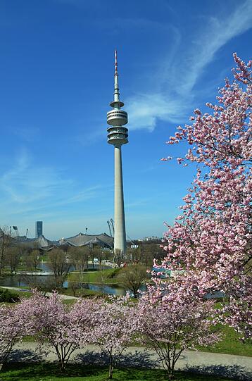 Ein Traum in Rosa: AZ-Leserin Katharina Meyer hat die Kirschblüte im Olympiapark fotografiert. Die Bilder...