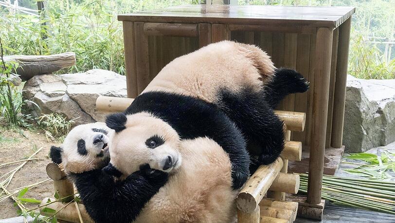 Putzig, aber für den Steuerzahler ganz schön teuer: China verlangt für zwei geplante Pandas in Hellabrunn „Mietkosten“. Putzig, aber für den Steuerzahler ganz schön teuer: China verlangt für zwei geplante Pandas in Hellabrunn „Mietkosten“.