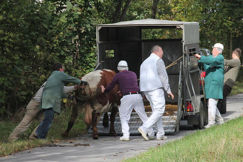 Wollte noch nicht sterben: Eine Kuh in Waldkraiburg.