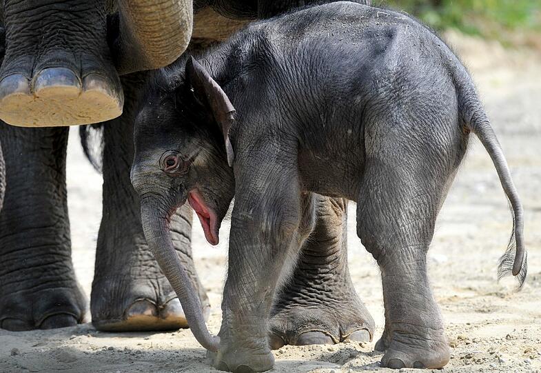 Eine erster Ausflug ins Freie: Das Baby von Elefantenkuh Temi durfte im Teirpark Hellabrunn erstmals das Außengehege erkunden.