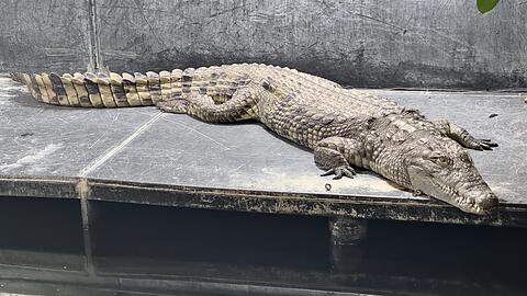 Etwa drei Meter lang ist dieses Nilkrokodil.