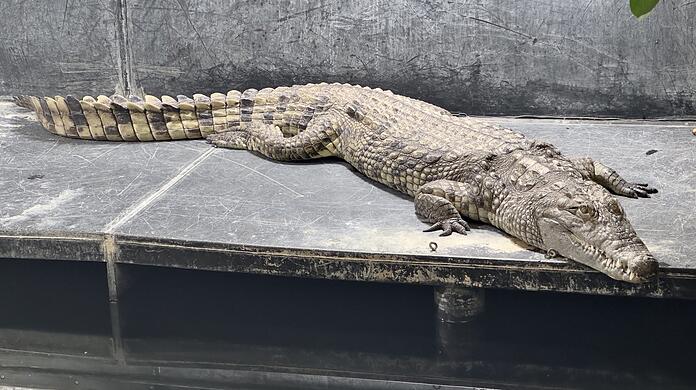 Etwa drei Meter lang ist dieses Nilkrokodil.